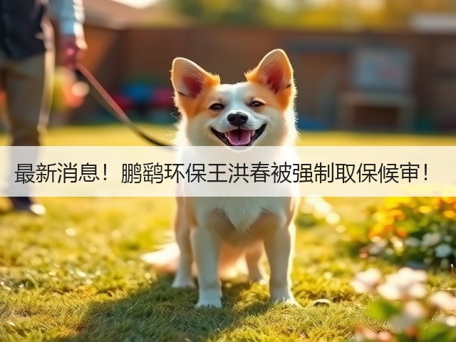 最新消息！鹏鹞环保王洪春被强制取保候审！(图1)